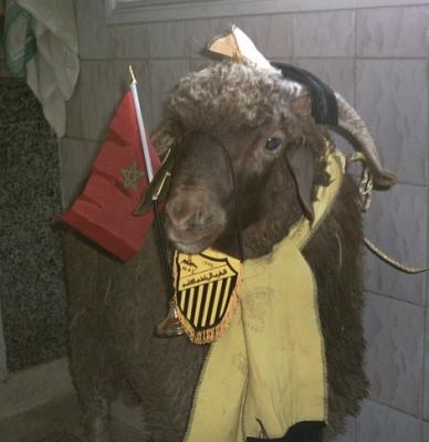 hada houwa l 7wli lli gat3ha l mrok